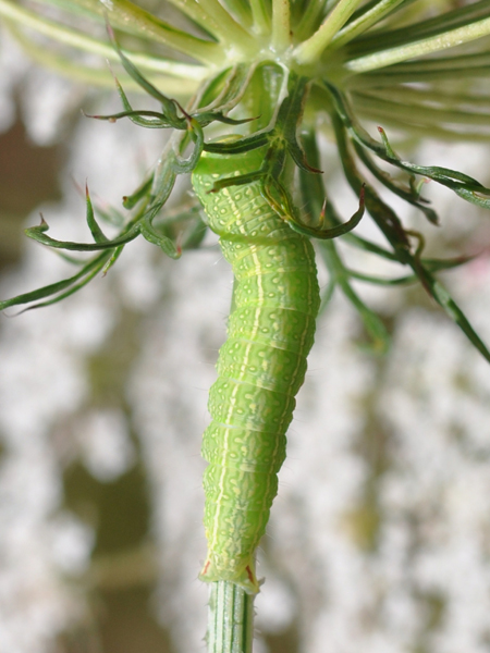 Nolidae - Pseudoips prasinana